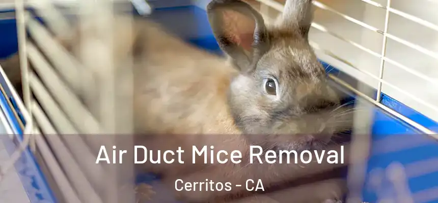  Air Duct Mice Removal Cerritos - CA